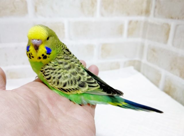 ジャンボセキセイインコ