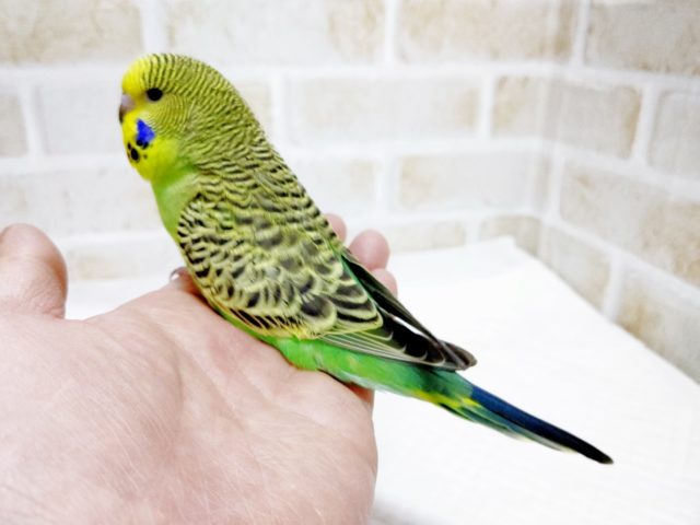 ジャンボセキセイインコ