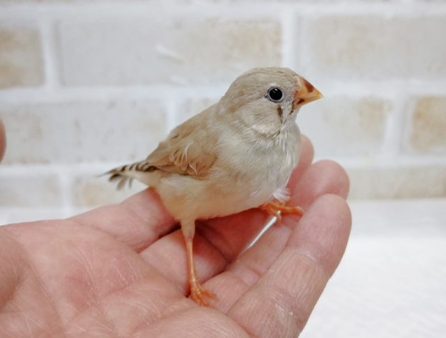 錦花鳥（キンカチョウ）