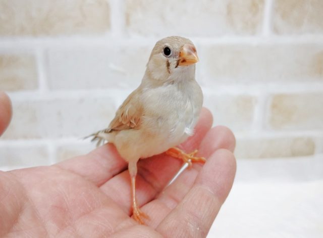 錦花鳥（キンカチョウ）