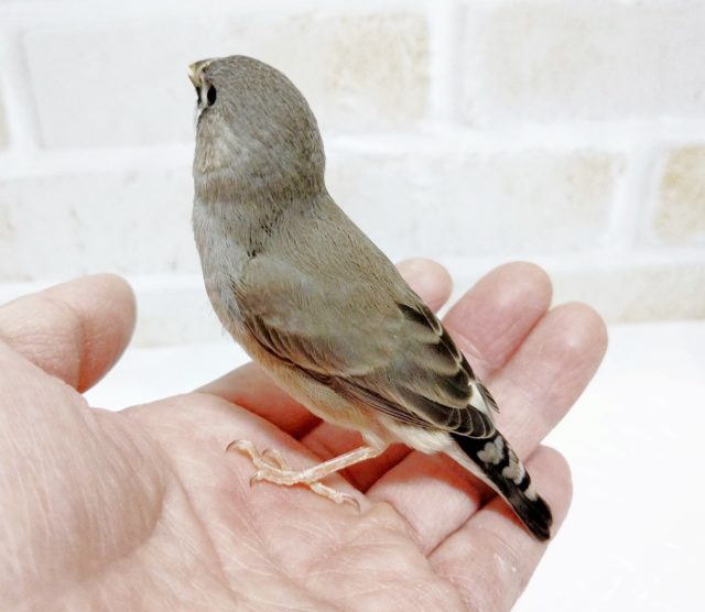 錦花鳥（キンカチョウ）