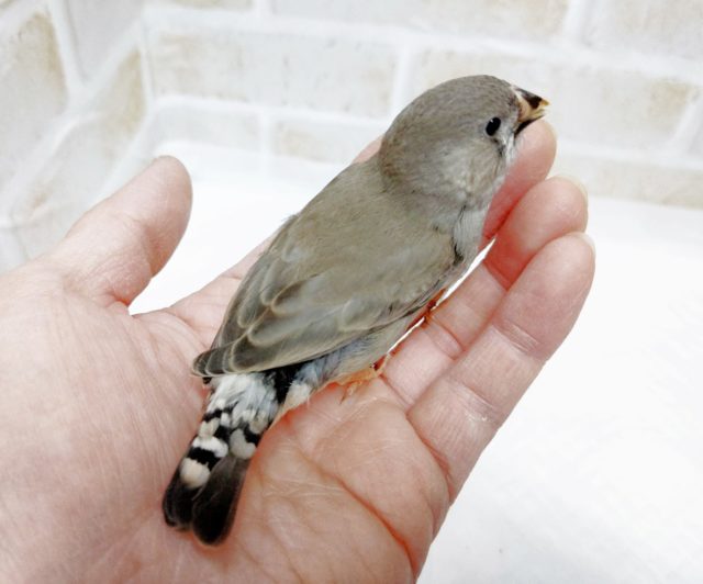 錦花鳥（キンカチョウ）