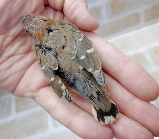 オオイッコウチョウ