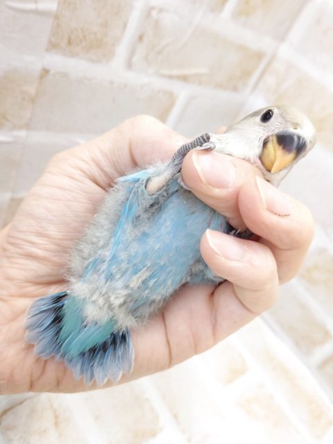 コザクラインコ（小桜インコ）