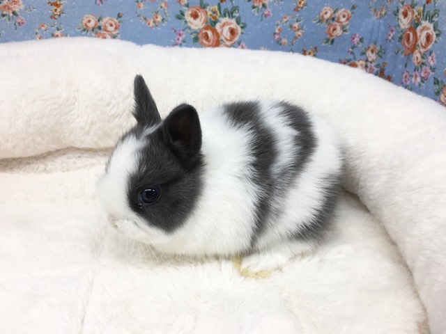 ネザーランドドワーフ