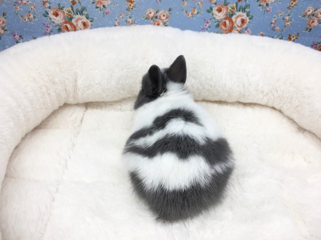 ネザーランドドワーフ