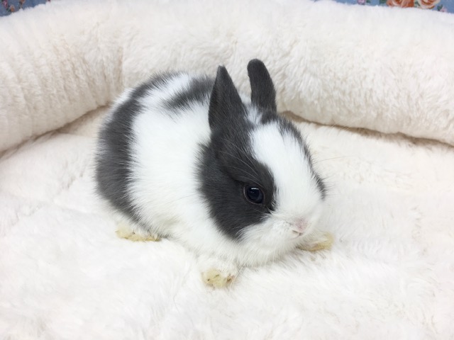 ネザーランドドワーフ