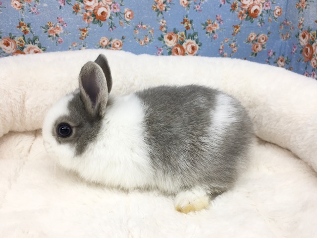 ネザーランドドワーフ