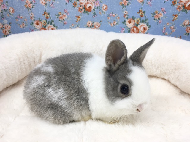 ネザーランドドワーフ