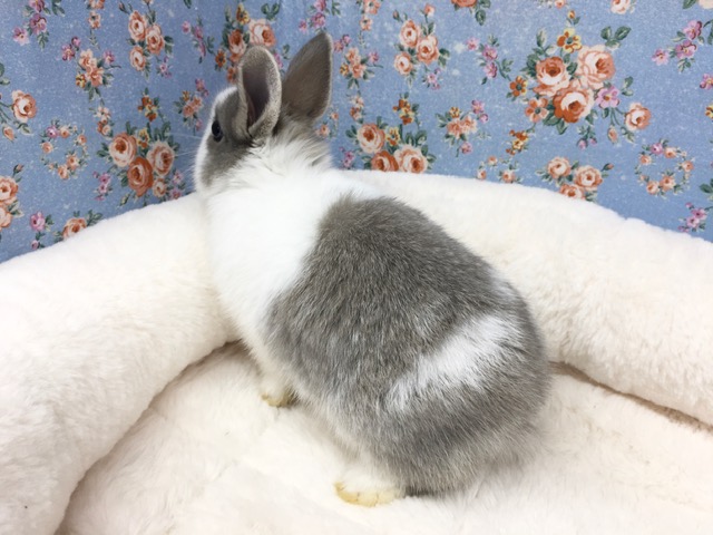 ネザーランドドワーフ