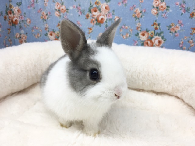 ネザーランドドワーフ