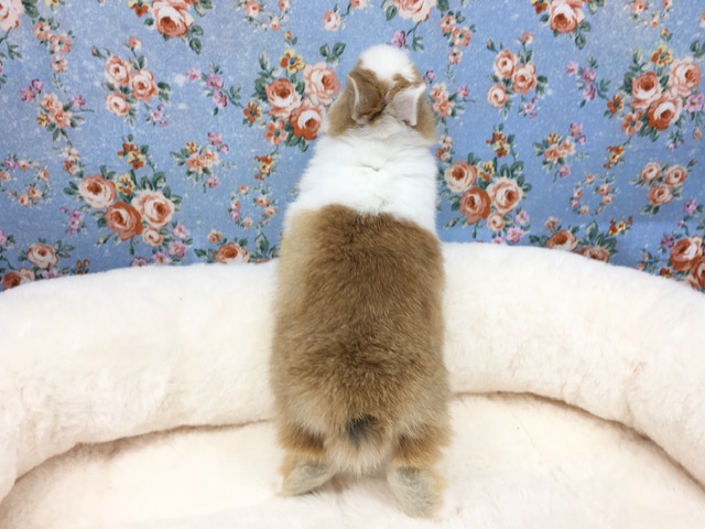 ドワーフラビット