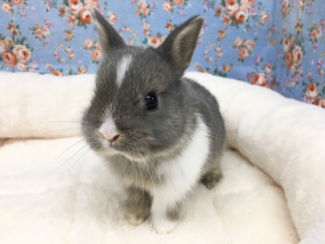 ドワーフラビット