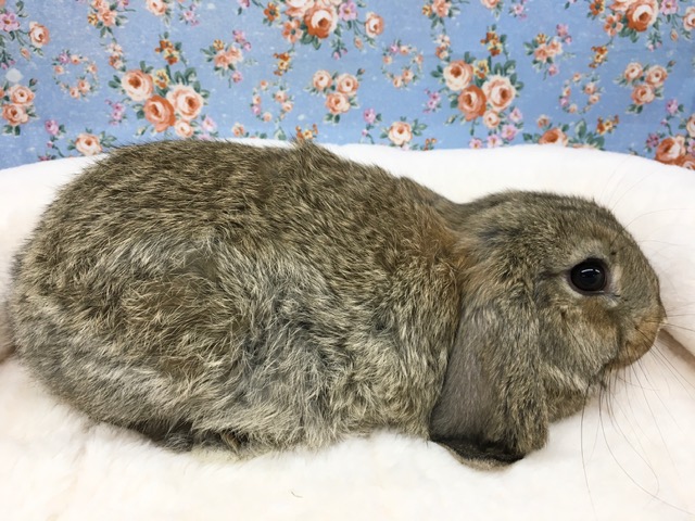 ロップイヤーラビット