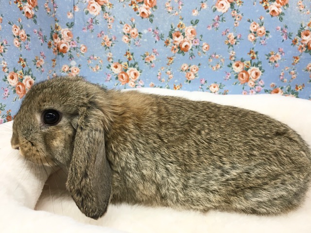 ロップイヤーラビット