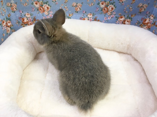 ネザーランドドワーフ