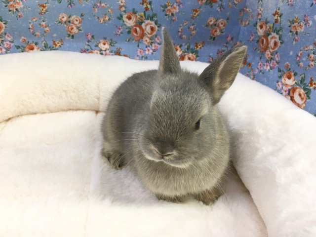 ネザーランドドワーフ