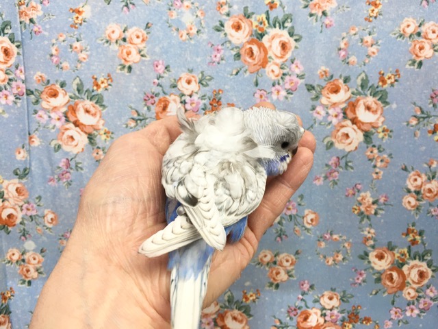 羽衣セキセイインコ
