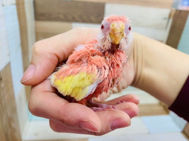 アキクサインコ（秋草インコ）