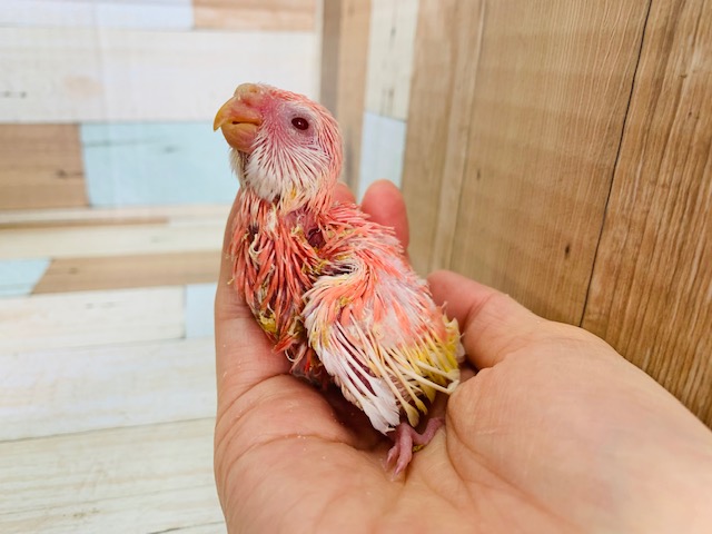 アキクサインコ（秋草インコ）