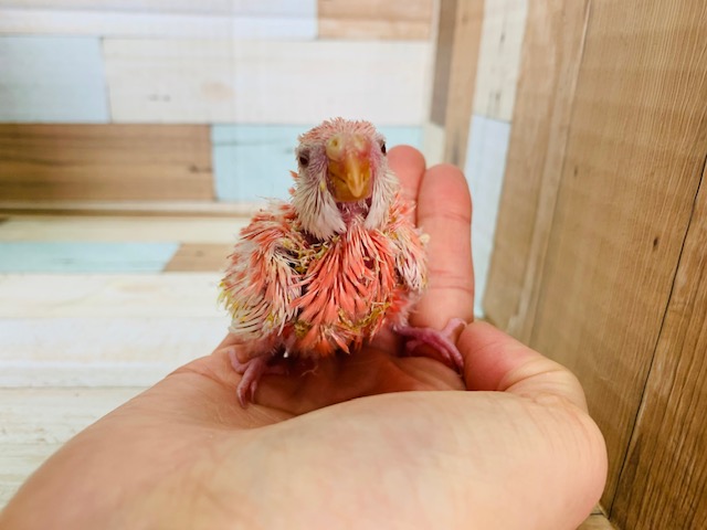 アキクサインコ（秋草インコ）