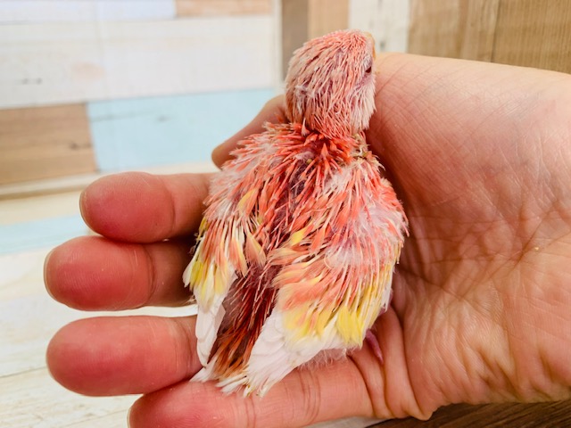 大人気!アキクサインコ(ルビノー)が入舎しました! アキクサインコ(秋草インコ)
