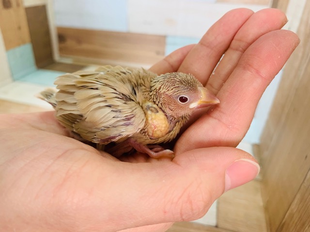 シナモン文鳥