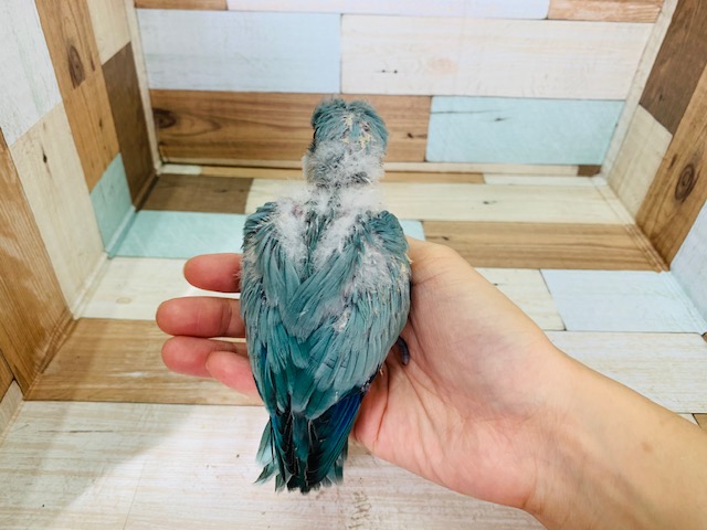 オキナインコ