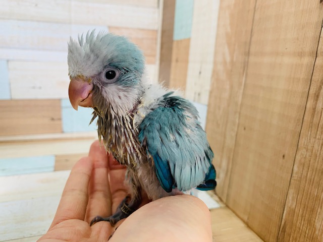 オキナインコ