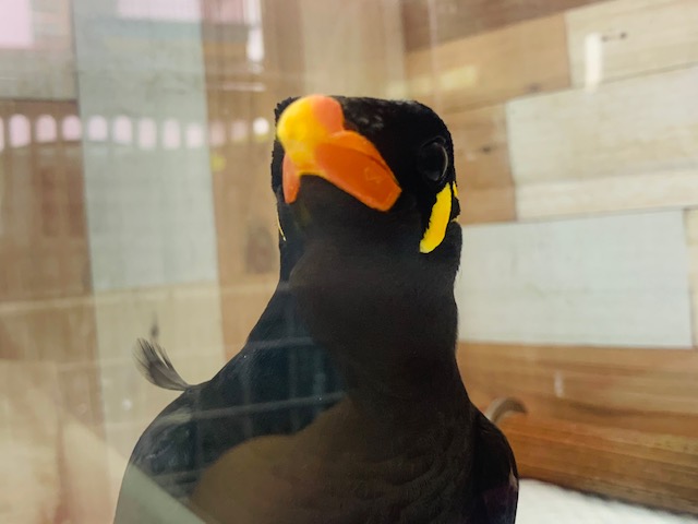 九官鳥（キュウカンチョウ）