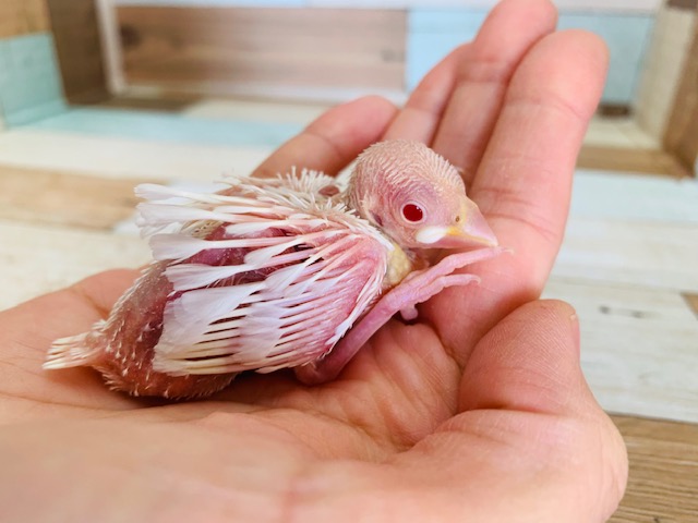 アルビノ文鳥