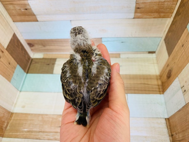 アキクサインコ（秋草インコ）