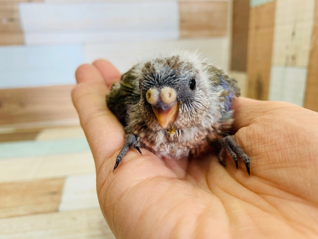 アキクサインコ（秋草インコ）