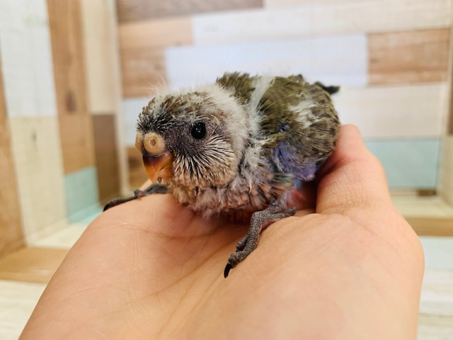 アキクサインコ（秋草インコ）