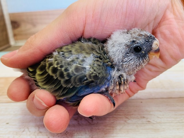アキクサインコ（秋草インコ）