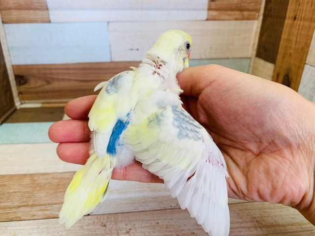 セキセイインコ