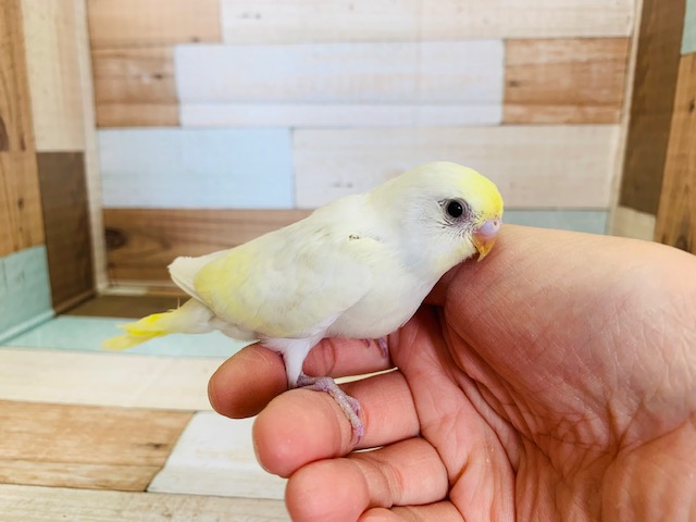人気カラー!セキセイインコ(クリーム)入舎♪ セキセイインコ