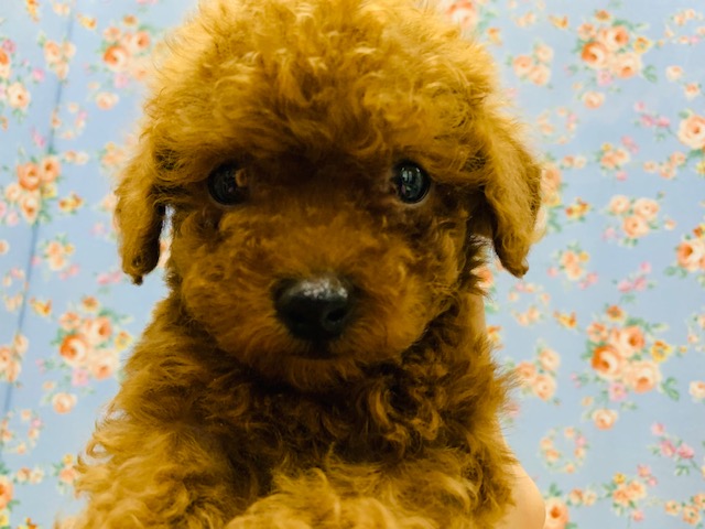 トイプードル