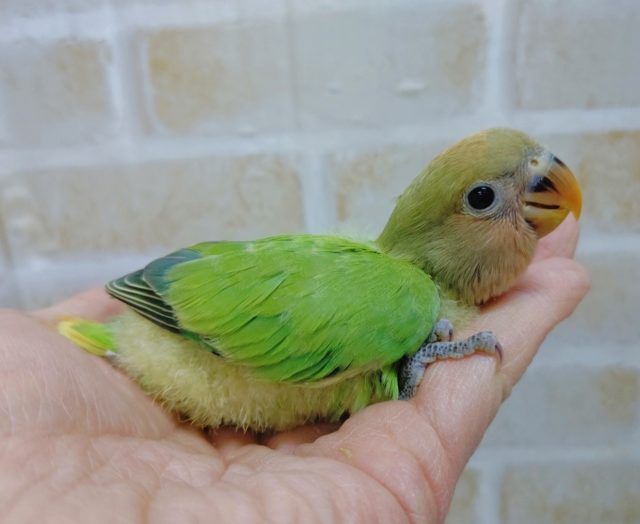 コザクラインコ（小桜インコ）