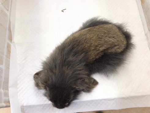 ロップイヤーラビット