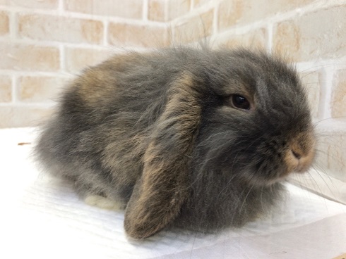 ロップイヤーラビット