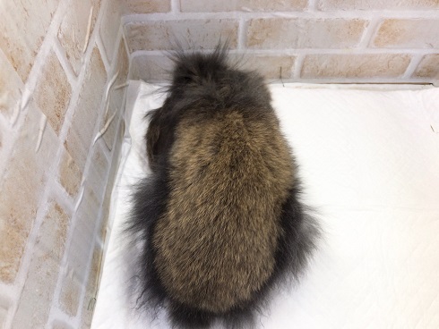 ロップイヤーラビット