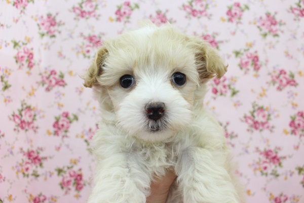 カワイイは正義☆MIX(マルチーズ×トイプードル)・女の子! マルプー