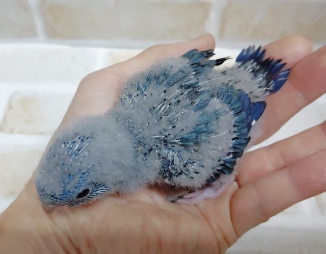 サザナミインコ