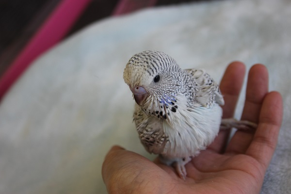 ジャンボセキセイインコ