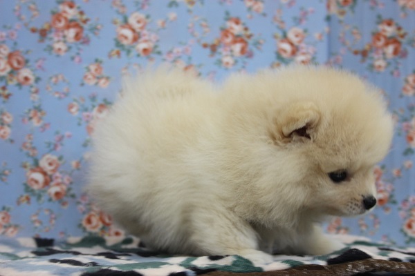 ポメラニアン