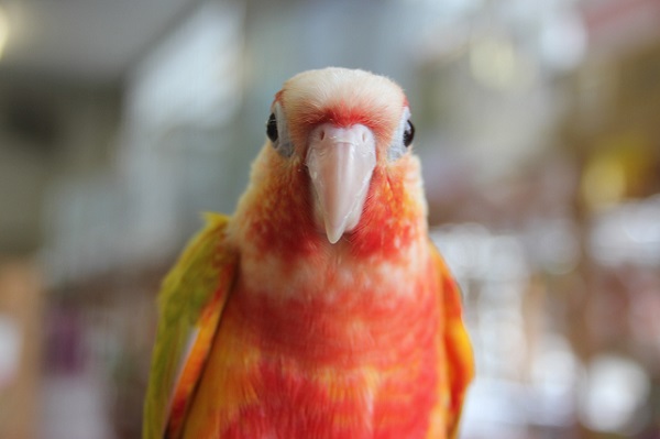 ホオミドリウロコインコ