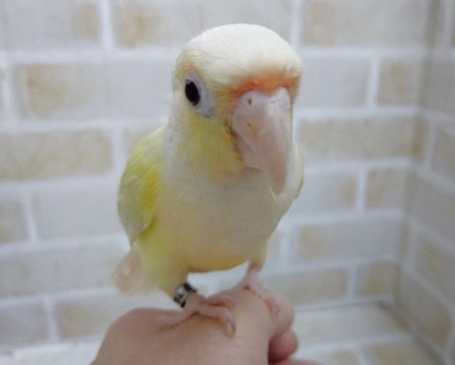 ホオミドリウロコインコ