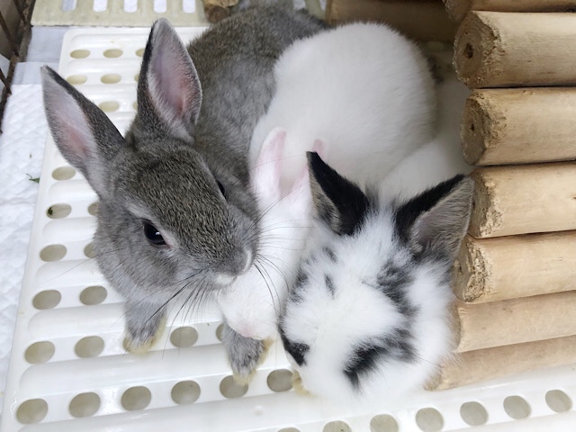 ネザーランドドワーフ