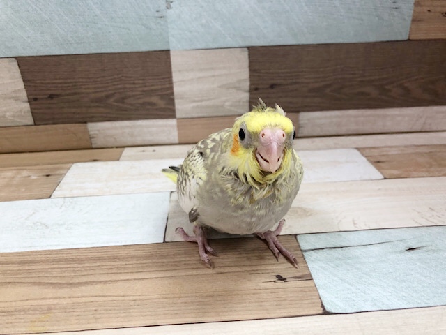 オカメインコ